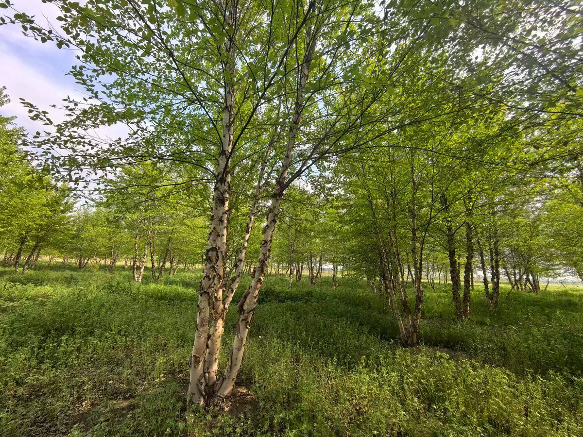 barbaraballi's tweet photo. When a swallow perches on a chestnut tree, it signals the beginning of vibrant growth in the coming season.， https://t.co/9Cws2G0oCC