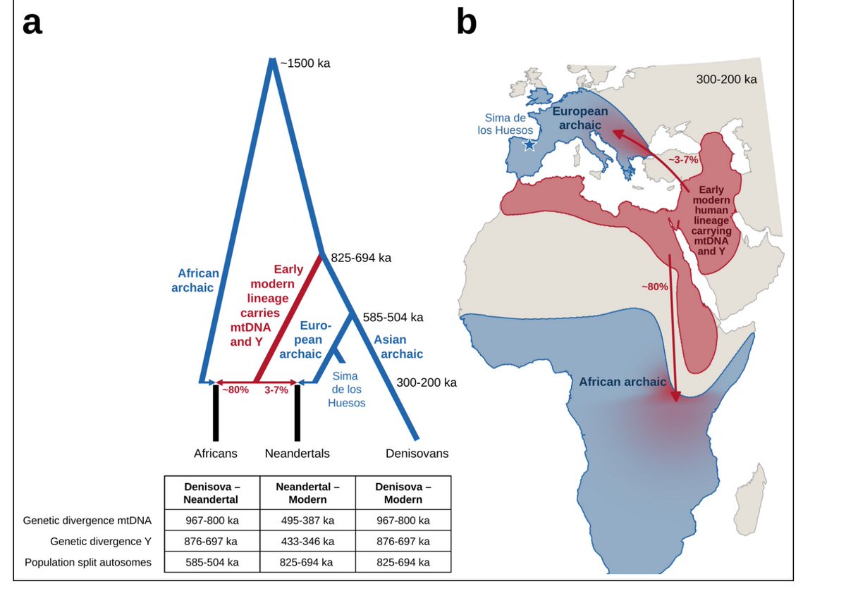 HighlyCitedX's tweet photo. For anyone who questioned where Reich believes the Modern Human lineage comes and what was living in Africa 300,000 years ago, now it is very clear.   https://t.co/qKOL7u9A26 https://t.co/H2hjyQjXMs