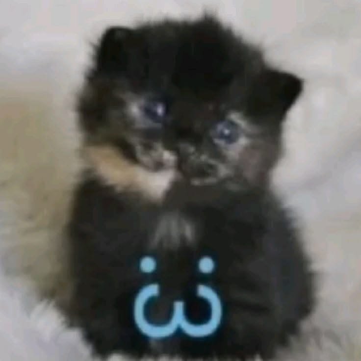bybl00ming's tweet photo. lets try again. my name is yves, el, or whatever you want. 
#moothunt 

✷ she/they; 04.
✷ a lot of fandoms. e. g. chinese novels, kpop, manga, games. 
✷ im in love with gojo satoru. 
✷ i love cats, stars, baking, and to complain. 

minors &amp; shedtwt dni. https://t.co/HedqB7fAk2
