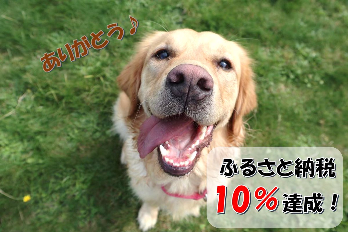JSDA_ServiceDog's tweet photo. 挑戦中のふるさと納税、10%達成しました！！！！！！！
みなさまのご協力・拡散のおかげです✨
ありがとうございます♪

引き続き目標達成に向けて
拡散、応援のほどよろしくお願いいたします！

https://t.co/XfbgIhOZq2

#ふるさと納税挑戦中
#長久手市
#愛知県 https://t.co/CiE31ZtNc8