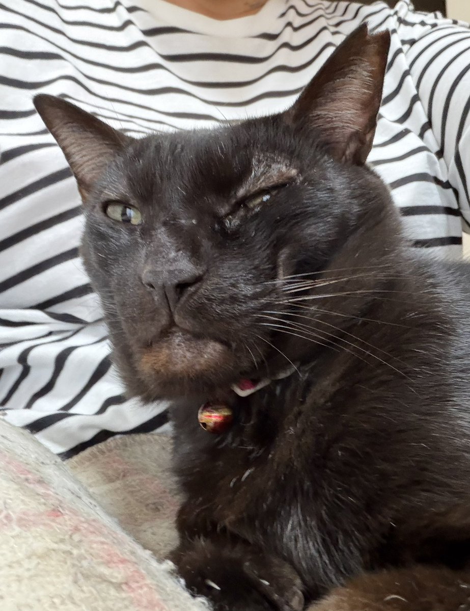 Hisae331207's tweet photo. 膝上率が高いよね
乗って寝るﾆｬｰ

#黒猫 #保護猫 #猫のいる暮らし 
#猫好きさんと繫がりたい https://t.co/M67U5FIKVn