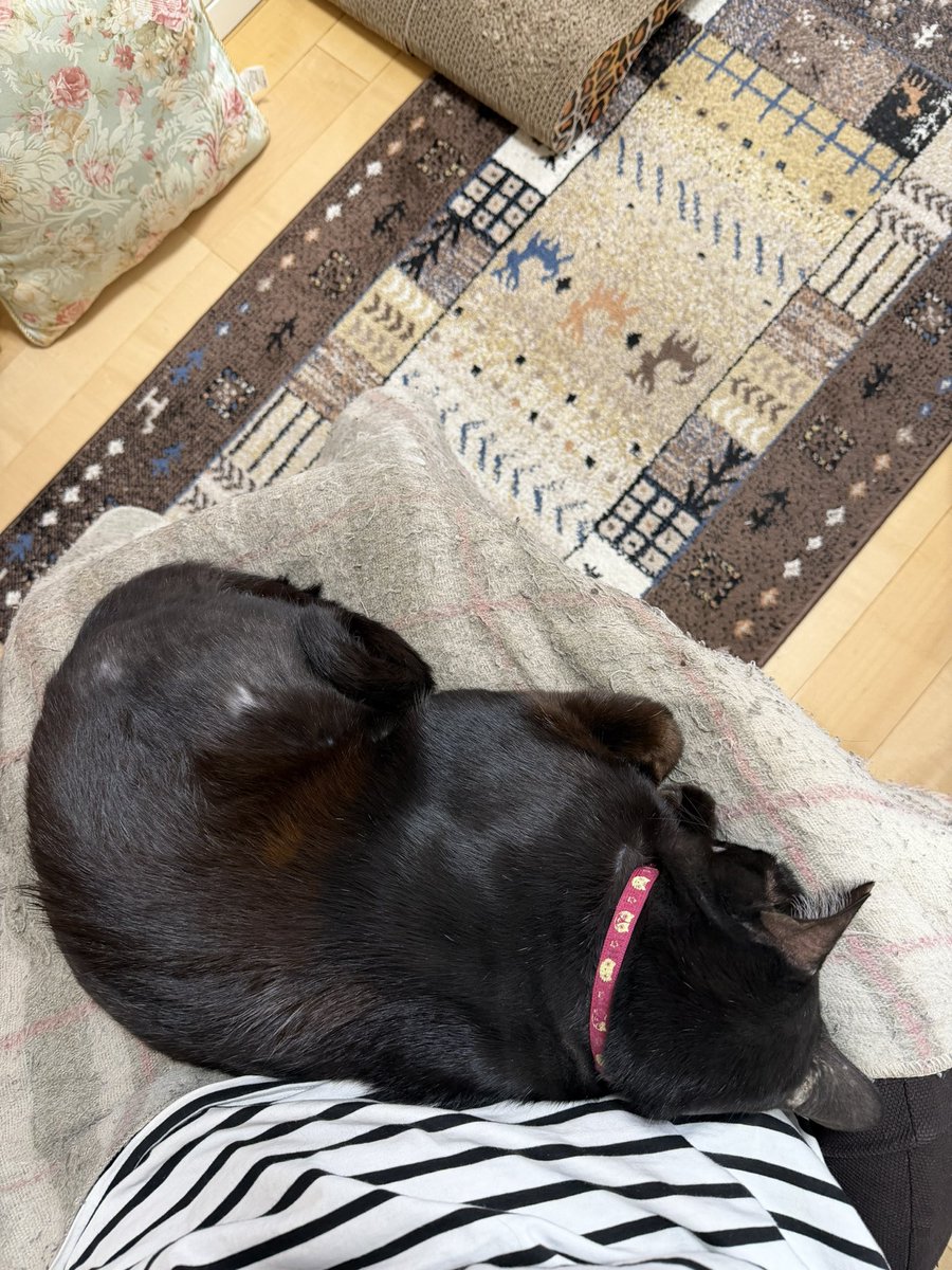 Hisae331207's tweet photo. 膝上率が高いよね
乗って寝るﾆｬｰ

#黒猫 #保護猫 #猫のいる暮らし 
#猫好きさんと繫がりたい https://t.co/M67U5FIKVn