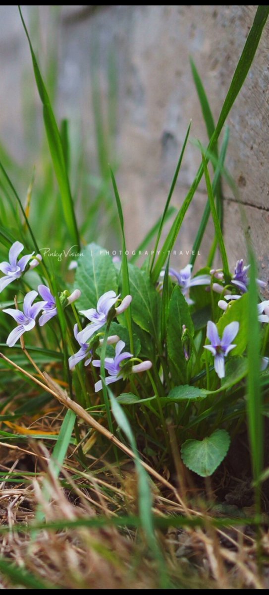 vexgesagiu86549's tweet photo. 「今日の散歩で、幌俳淖善が咲いてるのを見つけた。小さな花だけど、すごく癒される」， https://t.co/f3QQK0nub1