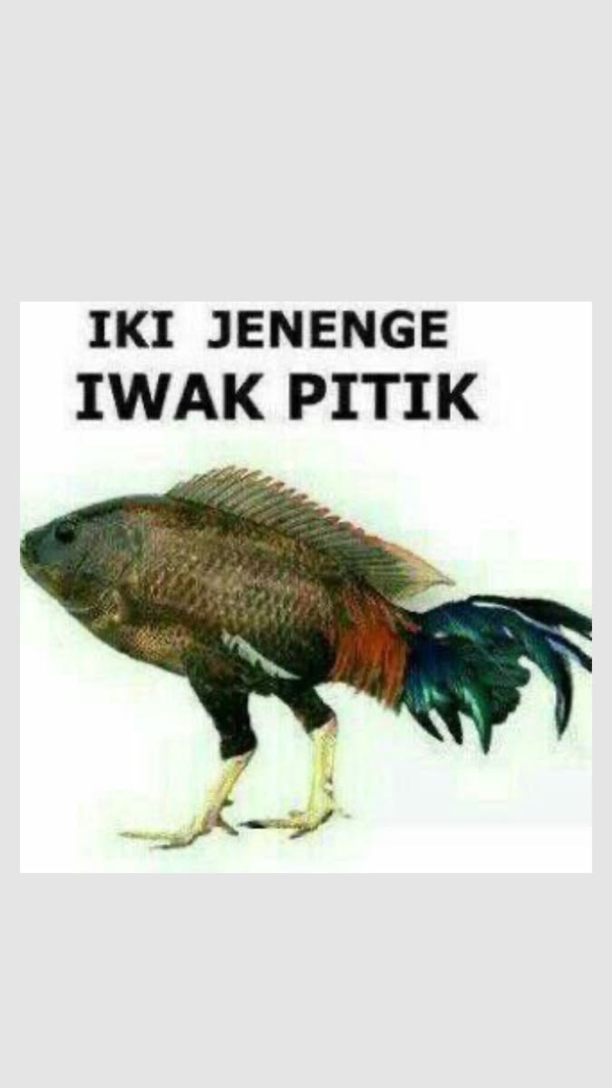 foshyevan's tweet photo. @foshyryul Iwak pitik oleh? https://t.co/L9zyivXrJL