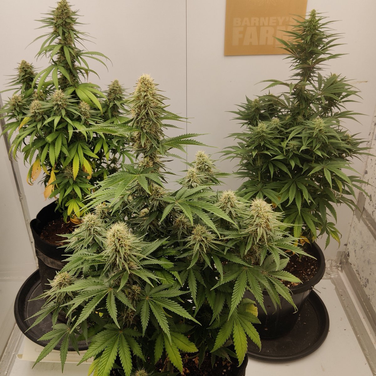 Dop3KinG's tweet photo. Good morning everyone happy Thursday have a good one 💯💚💨💨💨💚💯
Afghani BX @mxgenetics 
Dante's Revenge @TheSeedShopUK 
Super Skunk @SensiSeeds 
Day 37 flower https://t.co/DkfQ96ua7F