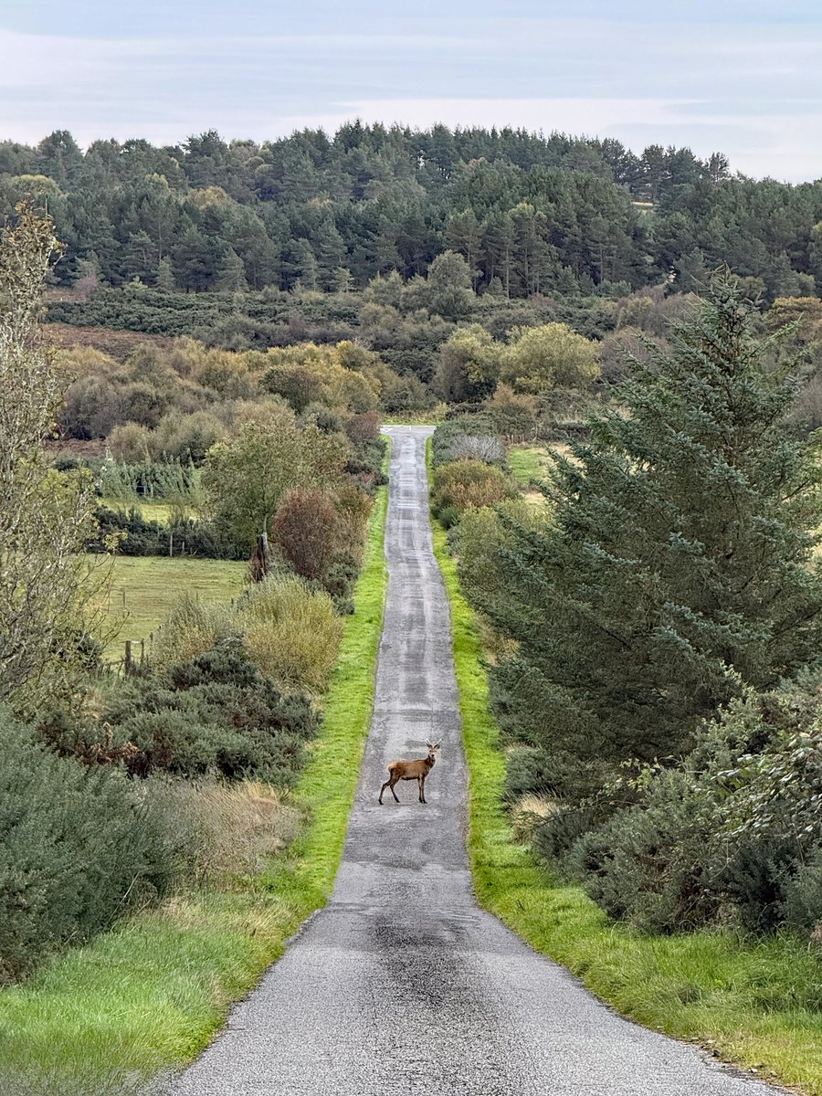 FoxesAfloat's tweet photo. Out on my morning walk and almost bumped into this young stag. He’s barely got his antlers and already thinks he owns the bloody road! 😂🦌 https://t.co/3ZYy8qh3TY