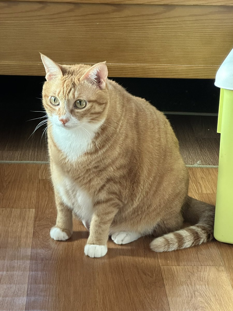 sunseed_neko's tweet photo. 천사같은 얼굴에 돼지같은 몸 https://t.co/iRcW2wnwHZ