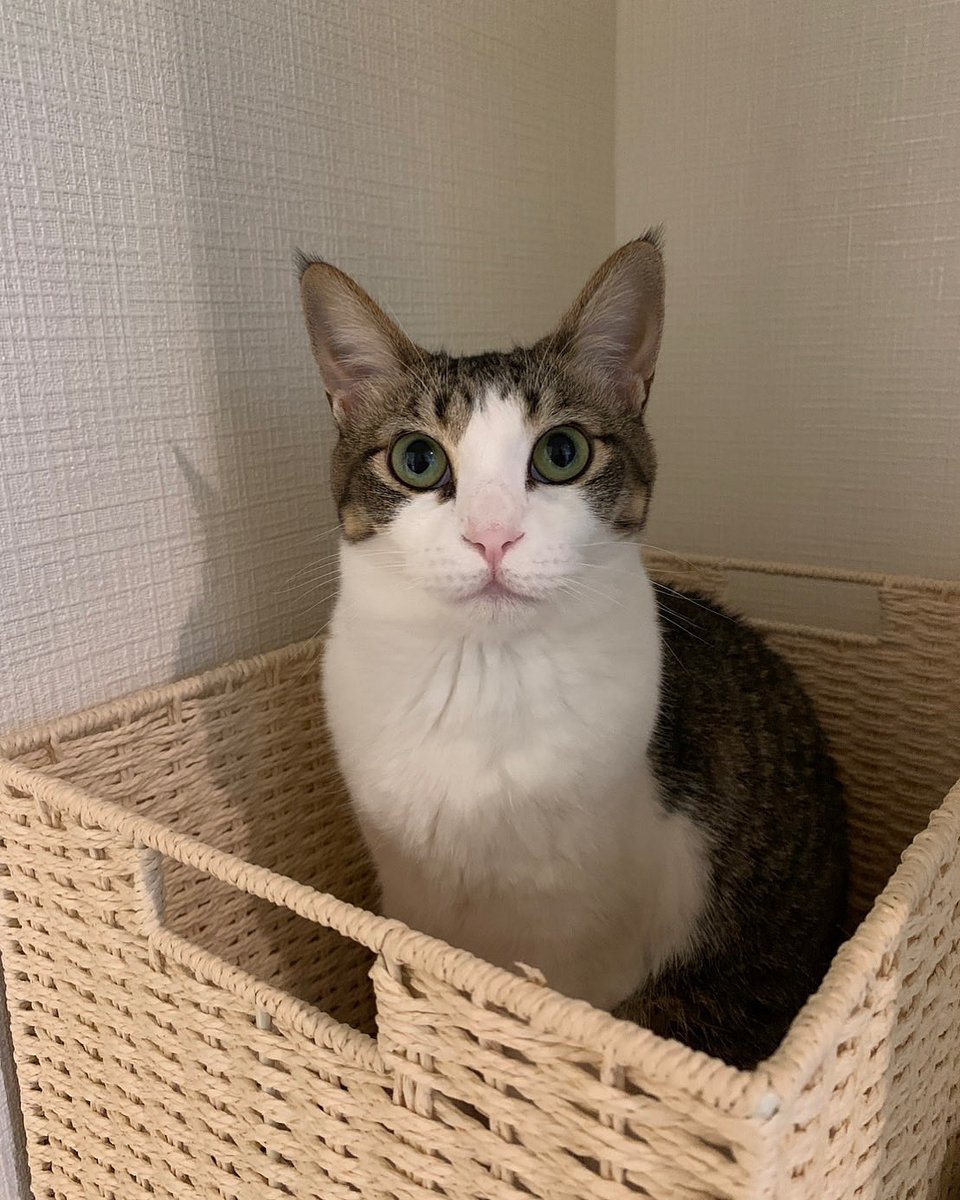 Yodousan's tweet photo. 51歳になって数日…
最近、あまり寝られなくなってる日々が続いています💦
酒が足らんのかな😆
今日も沢山呑んぢゃいましょ❗️
本日も17時からお待ちしておりますね〜 https://t.co/5oUkOvX3Mr