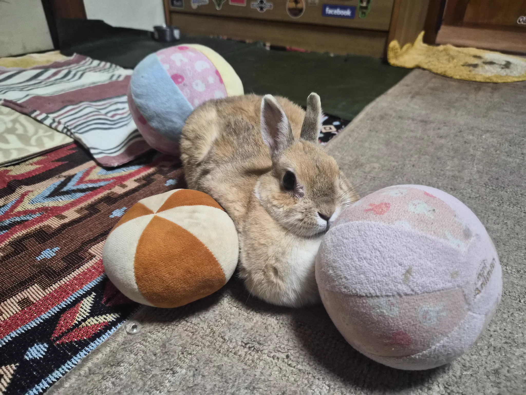 ゴンちゃん on X: 