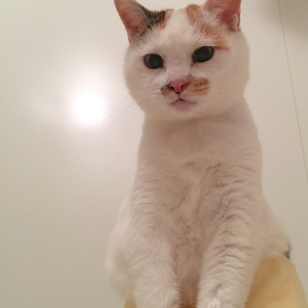bconception_38's tweet photo. 見下ろされる視線に、言葉以上の重みを感じる。こういう圧迫感も悪くない。 https://t.co/cw8YB7S4oN