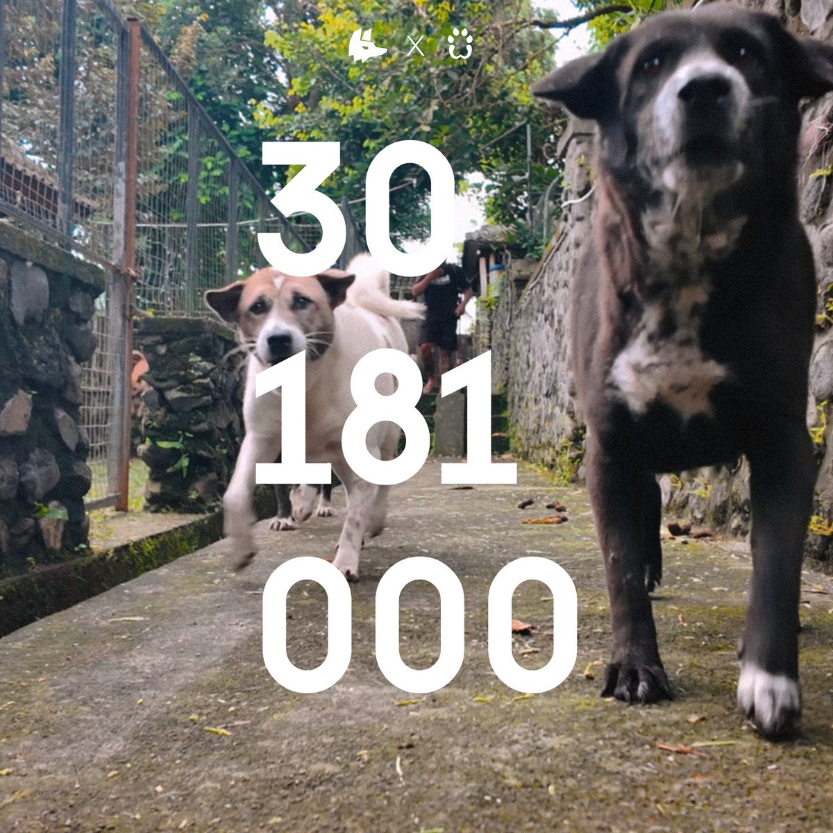 AnthroIndonesia's tweet photo. Thanks to the charity raffle, PAWAI raised and donated IDR 30,181,000 (~US$1,680) to BAWA (Bali Animal Welfare Association).

Thank you very much for those who participated! https://t.co/gUADoCYhKZ