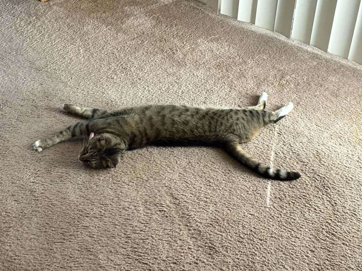 starlightbeamer's tweet photo. my cat :3 https://t.co/BiTkP8kukC