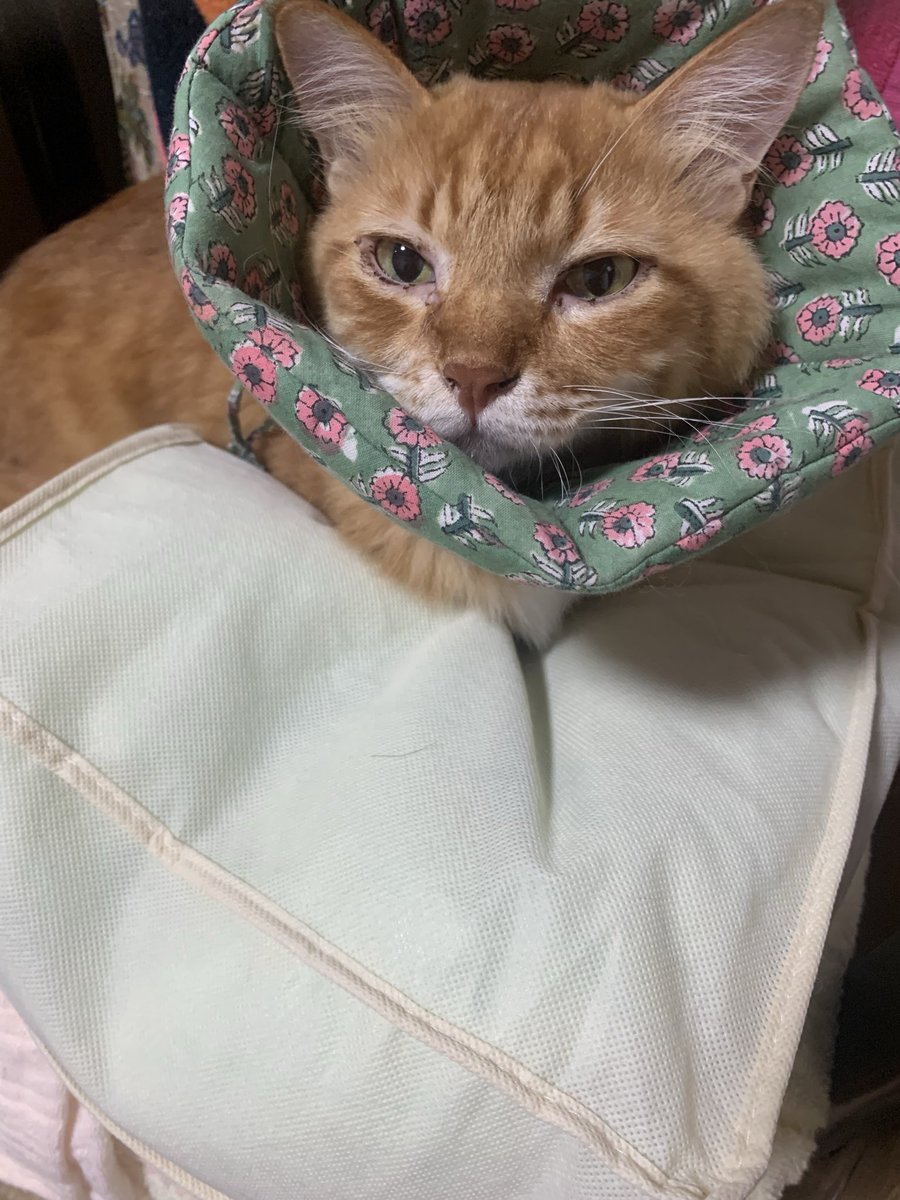 keiko_morii's tweet photo. 茶々はよく目に傷ができます。。先週の茶々
#保護猫
#茶々
#茶トラ
#親バカ https://t.co/AIv4xdxEAY