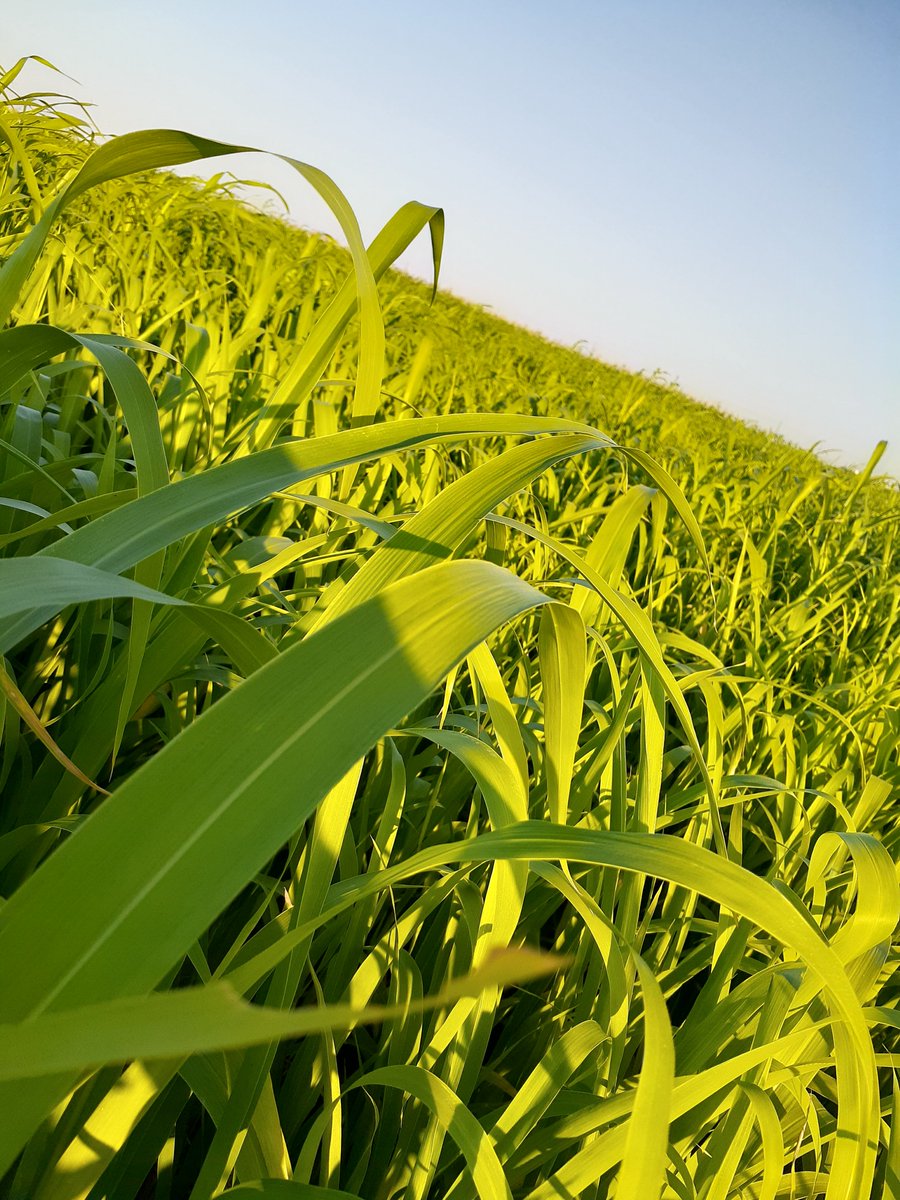 IsleDem1st3klis's tweet photo. I don't know its exact name but we call it saqrina in Libya and Sudan grass seems to be the closest match I found on Google It grows three times on our farm with the third growth left for cattle to graze on https://t.co/fogONA3b7D