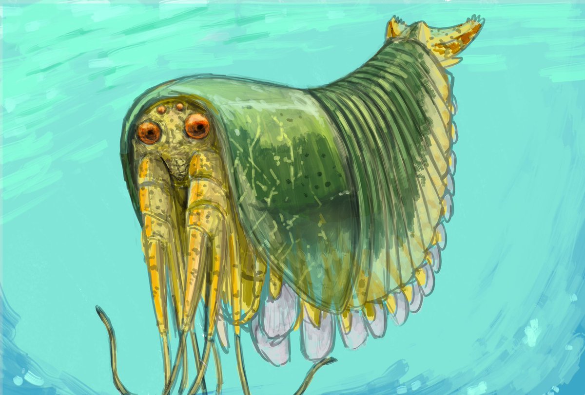 casualsoapeater's tweet photo. Oestokerkus, a late Cambrian Megacheiran from the Emu Bay Shale of Australia 

#paleoart https://t.co/JLHntzqUaS