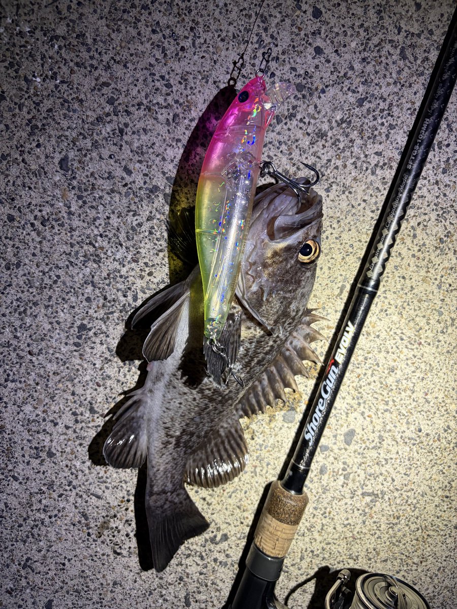 KEITA87103904's tweet photo. 昨日の夜はソイ活
#ショアガンエボルブ
#palmsfishing https://t.co/8B3Z0KKSIQ