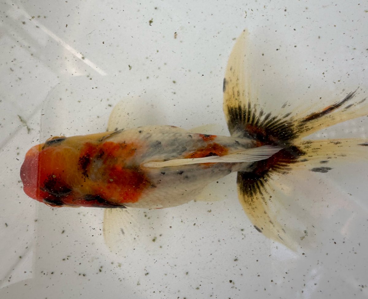 ranchuazuma's tweet photo. 腹の止まりの調整がうまくいっている
魚がついてきてくれた

#当歳魚
#大雄山系東錦
#花錦園粋鱗衆 https://t.co/iAoDRdvHHB