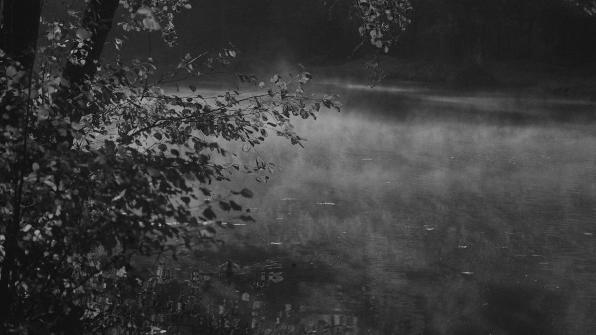 MarosRovnak's tweet photo. #WildDucks and #MorningMist over the #Hron oxbow lake. #BanskaBystrica #MonochromeNature #BlackAndWhiteLandscape #Slovakia https://t.co/NxMoXLLnjg