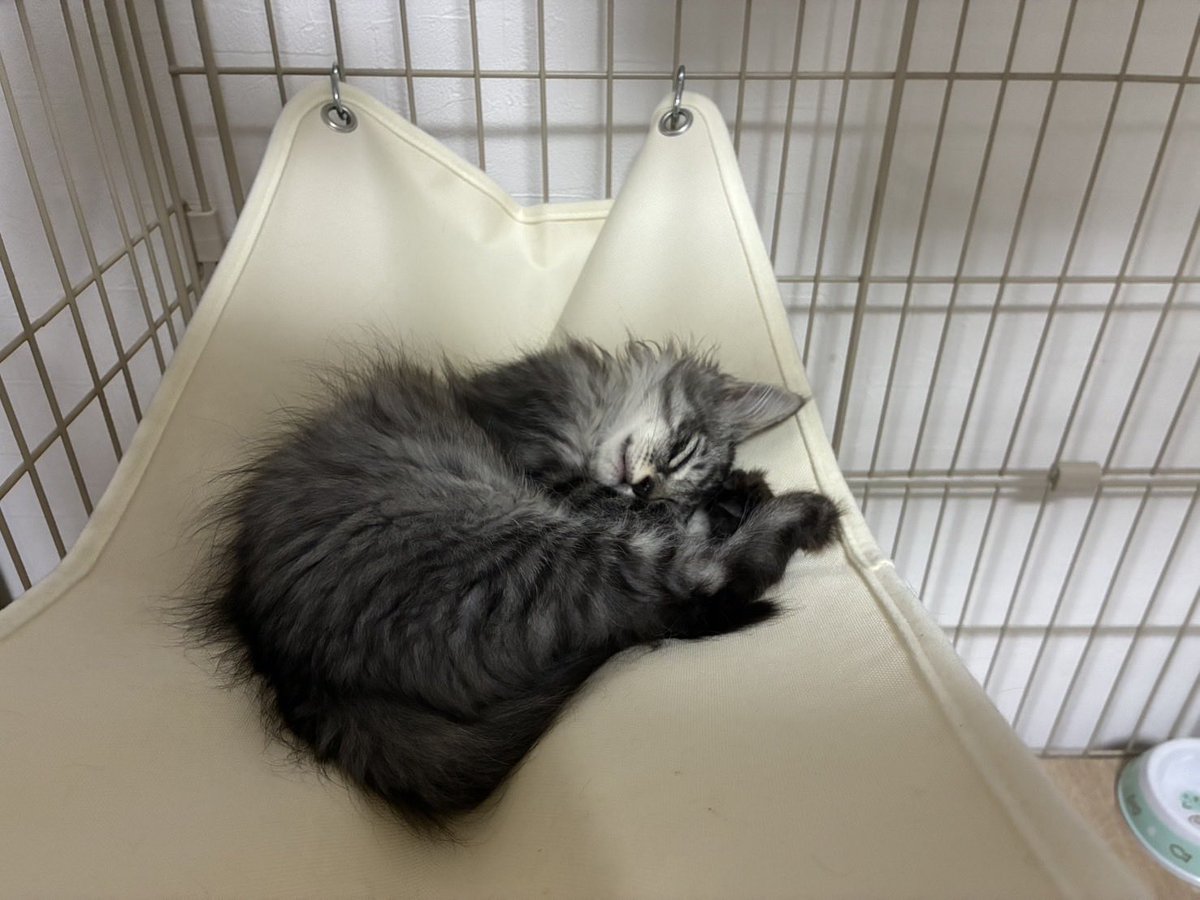 imia_miia's tweet photo. 1ヶ月程前から猫飼い始めたんだけど可愛すぎる😺
ただ信じられないくらいおてんば https://t.co/PGjgxCCRj3