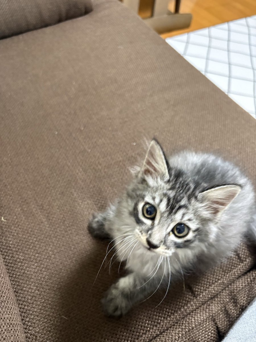 imia_miia's tweet photo. 1ヶ月程前から猫飼い始めたんだけど可愛すぎる😺
ただ信じられないくらいおてんば https://t.co/PGjgxCCRj3