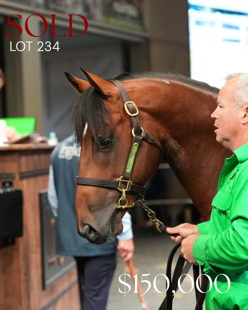 NewgateFarm's tweet photo. LOT 234 RUSSIAN REVOLUTION x Champagne Tastes colt sells for $150,000 @inglis_sales R2R Sale 🐎

The colt was purchased by @RacingBennett 👏

Congratulations to vendor Nolen Racing &amp; all involved on a great result!

#NewgateSired https://t.co/nGVozfH9KA