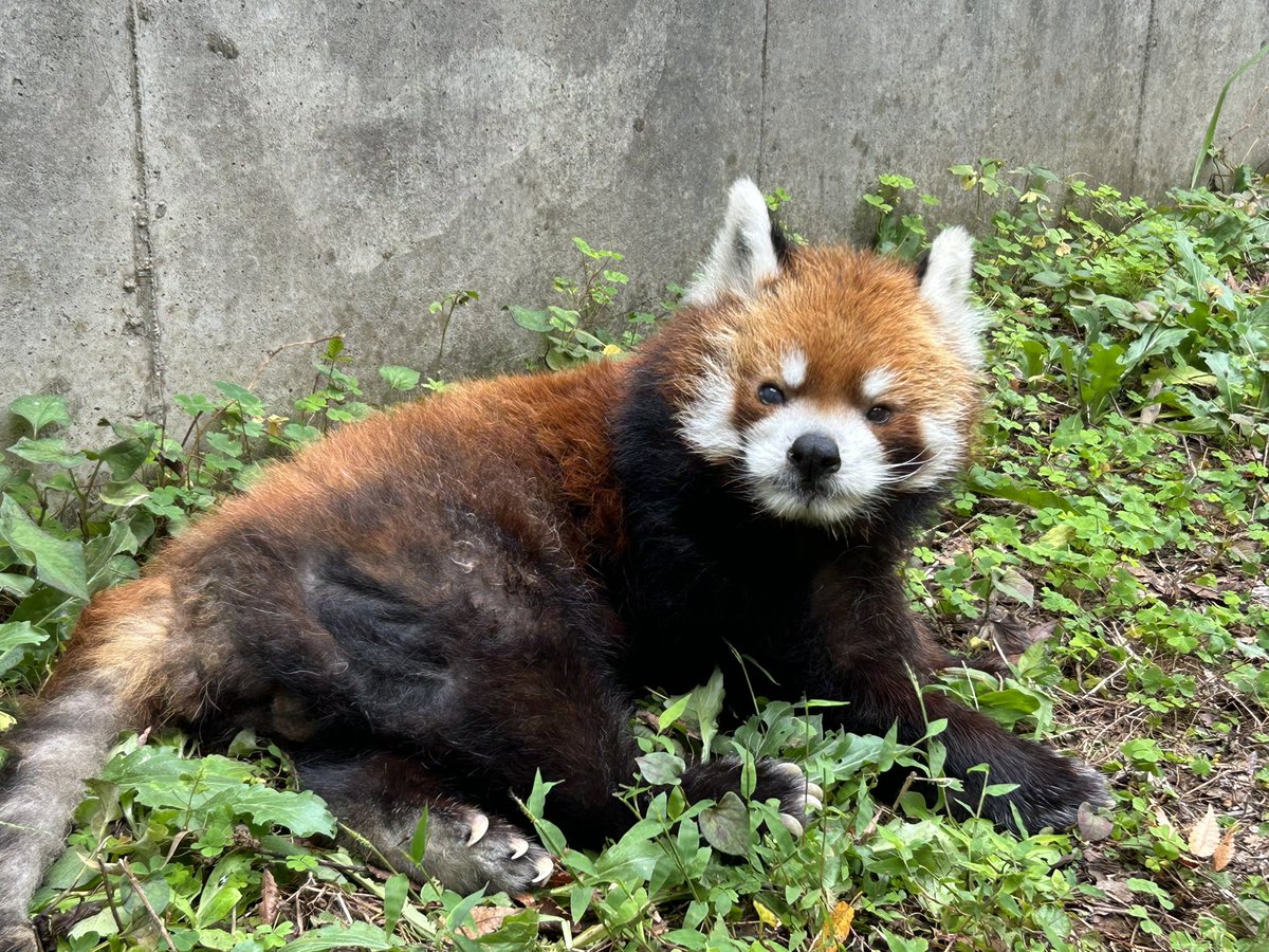 ChibaZoo's tweet photo. 明日16日金曜日は、展示場の整備のため午前中の風太の展示はお休みします。進捗状況により、午後も展示できない場合もありますので、ご了承下さい。（飼1）
#千葉市動物公園
#レッサーパンダ
#風太 https://t.co/wfDy6NCEEw