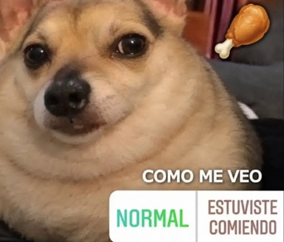 whispercarol's tweet photo. Este perro pendeko m representa https://t.co/csdt5DvNrQ