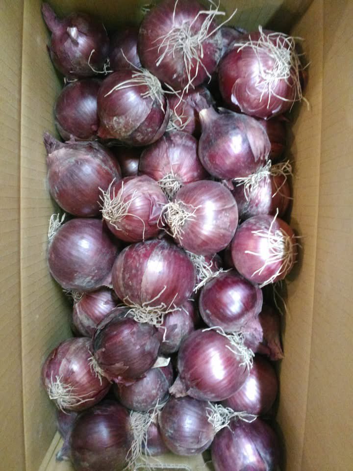 leaves_p's tweet photo. 母の料理

これで3度目🤩
スモークサーモンのマリネが好きな母
harukaさんの玉ねぎと津田さんの玉ねぎの美味しさに
せっせと作り堪能しておりますねぇ～
高齢になり「めんどうくさい」とやりたくない日が多いようですが
ものすごく美味しい食材には、やる気のパワーが沸くようです https://t.co/atxmL2OfD1