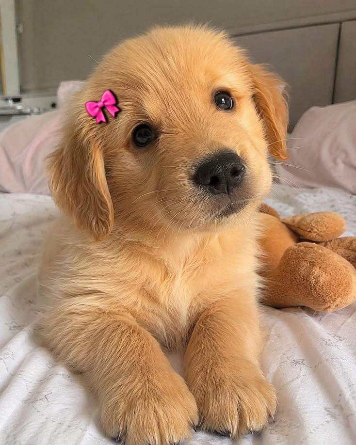 VERPagency's tweet photo. that smile could literally cure anything 🐶☀️ https://t.co/90ZscC3kDO