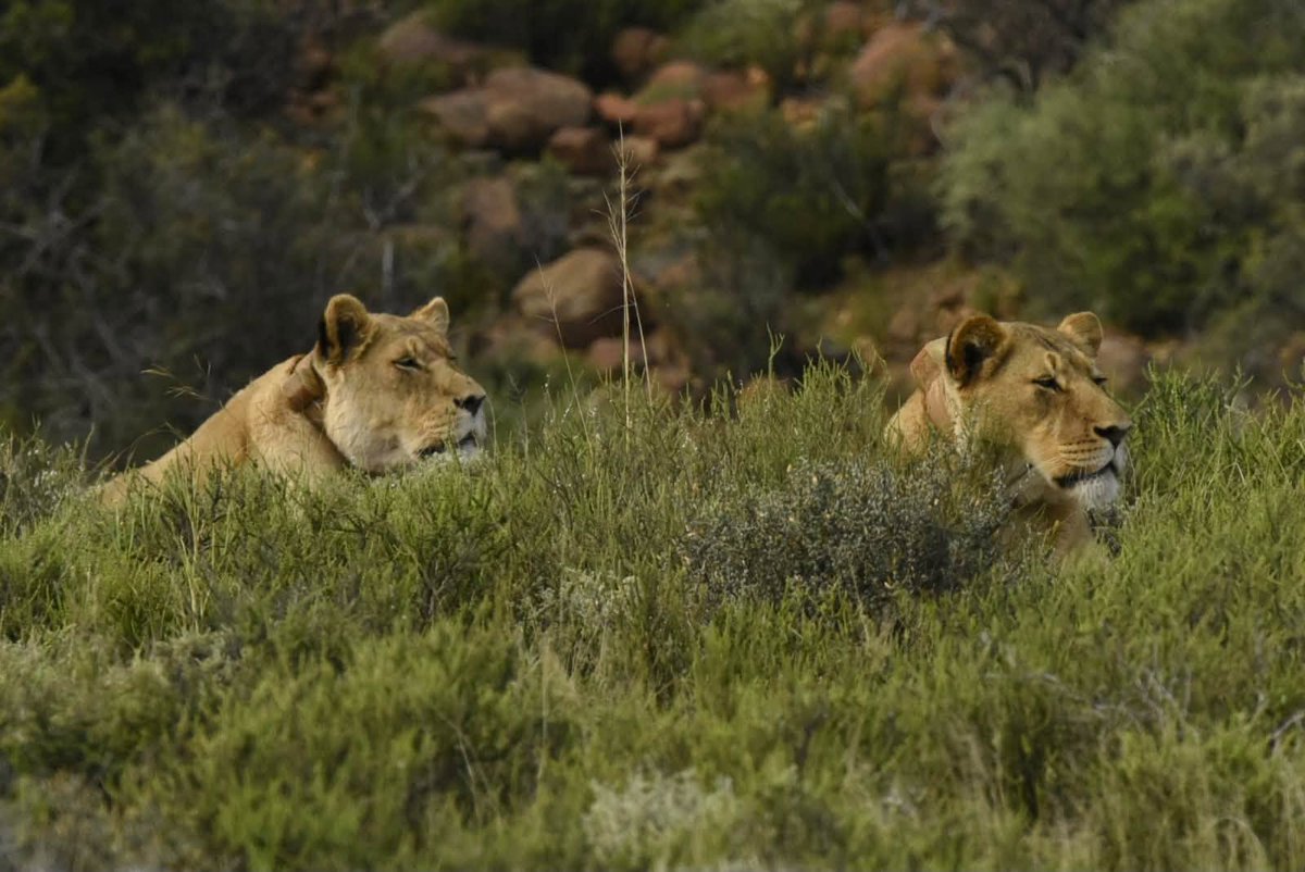 SANParksKrNP's tweet photo. Two lovely ladies of #KarooNationalPark 🦁📷Chanene le Roux #LiveYourWild #WildBackYard @SANParks https://t.co/YEUZ0nJd02