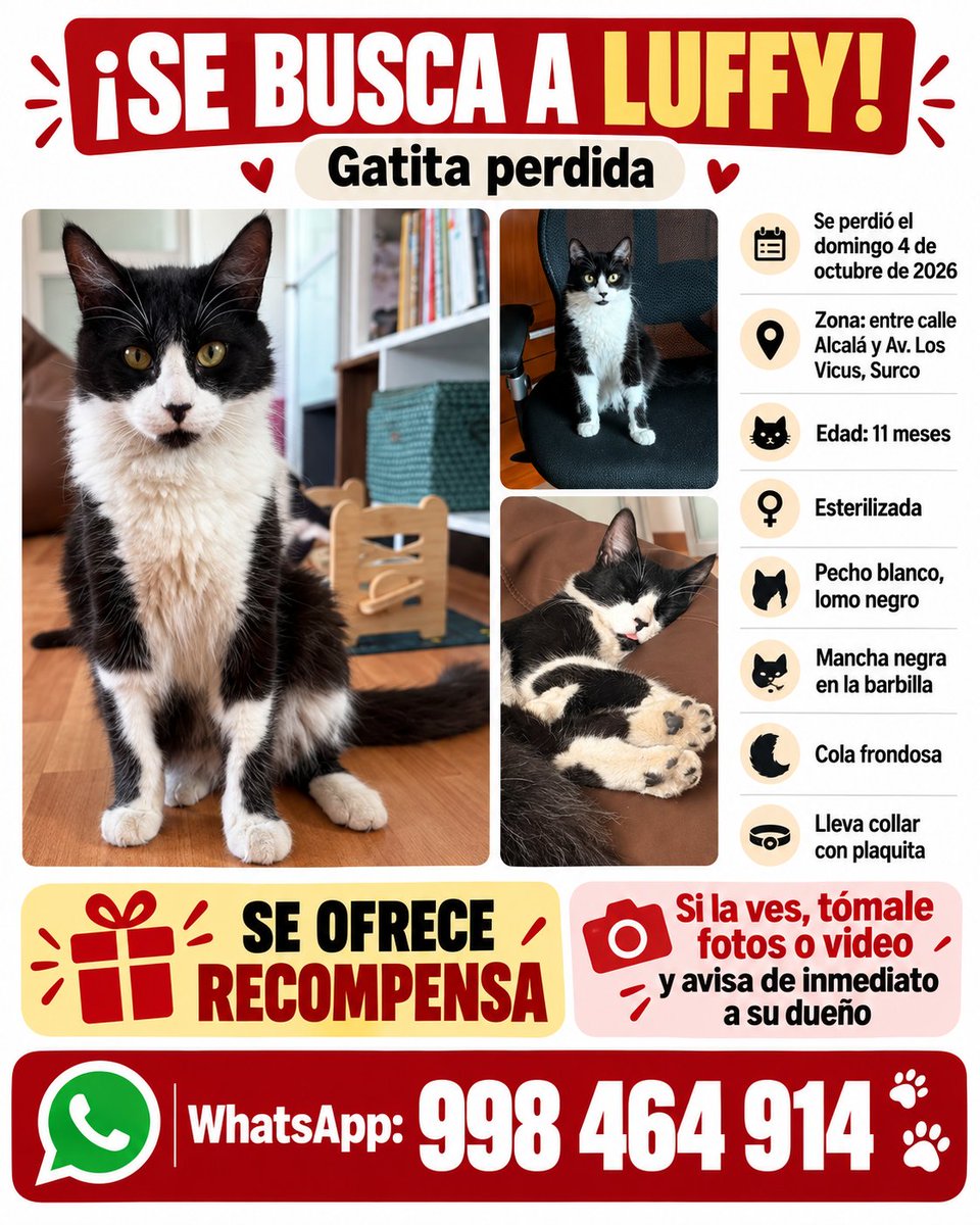 PawFindr's tweet photo. Se busca a Luffy 🥺🙏 Amigos de Surco, ATENTOS 🚨🔊 COMPARTAN #PawFindr #Mascotas #MascotasPerdidas #ayudaanimal https://t.co/q0jHgt5jKE