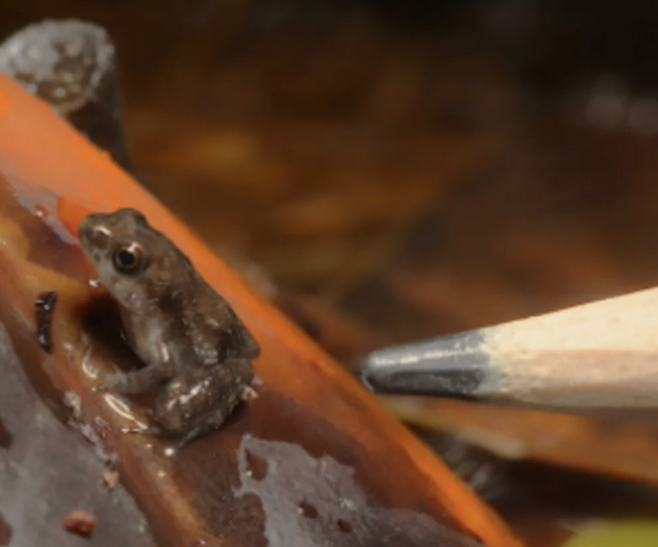 CuChulainn42's tweet photo. FIRST CAPTIVE BIRTH EVER OF THESE TINY ASS FROGS

SO CUTE https://t.co/lYx9LuuT9t