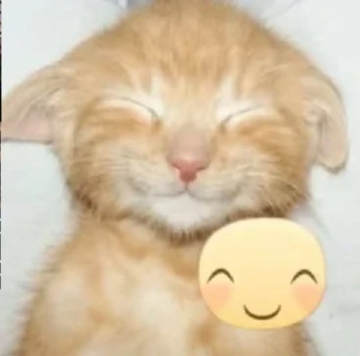 adrian_96968's tweet photo. @sahwithanxiety Sinta-se web abraçada msm q eu n gosto de abraço , vou te dar um web https://t.co/7DOyQV05zB