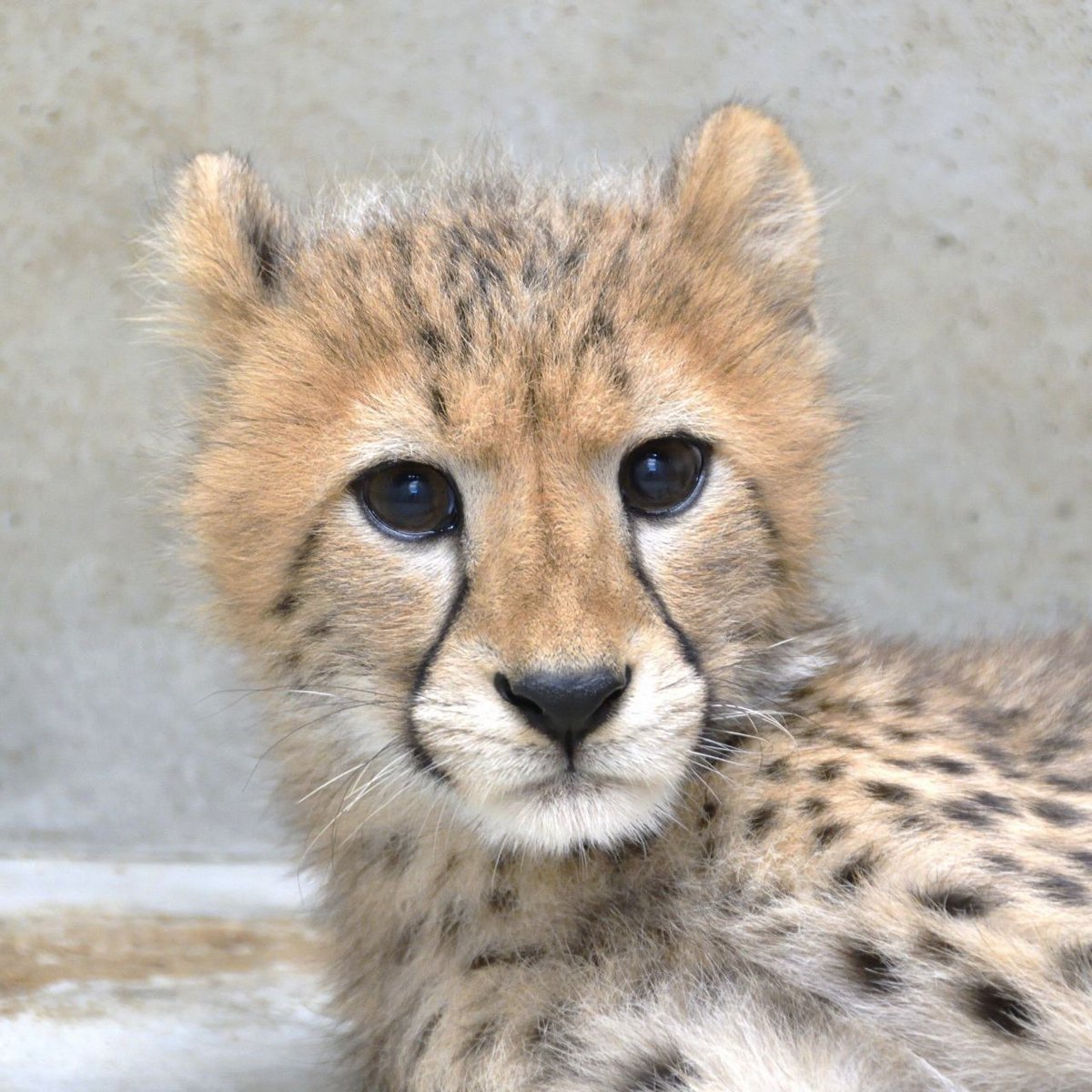 asa_zoo's tweet photo. 【ルーシー親子だより】
生後15週頃の子チーター。

動物によって歳の取り方は異なるので、ヒト換算の年齢は分かりませんが、ヒトでいう「赤ちゃん」は卒業したであろう子どもたち。たてがみも減ってシュッとしてきました。

10月24日の命名式では4頭の愛称もお披露目。

#asazoo　#チーター https://t.co/iSqJxxzh57