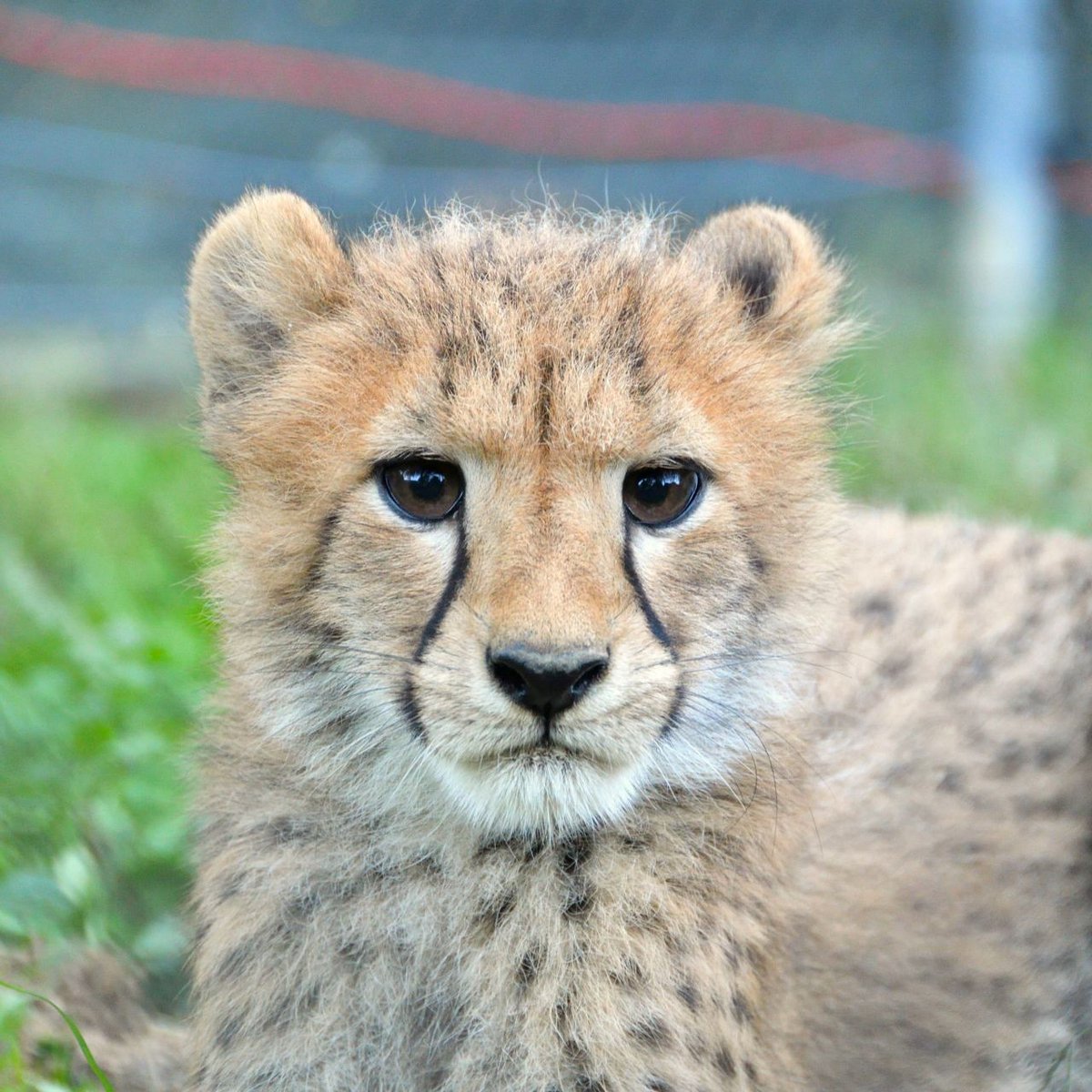 asa_zoo's tweet photo. 【ルーシー親子だより】
生後15週頃の子チーター。

動物によって歳の取り方は異なるので、ヒト換算の年齢は分かりませんが、ヒトでいう「赤ちゃん」は卒業したであろう子どもたち。たてがみも減ってシュッとしてきました。

10月24日の命名式では4頭の愛称もお披露目。

#asazoo　#チーター https://t.co/iSqJxxzh57