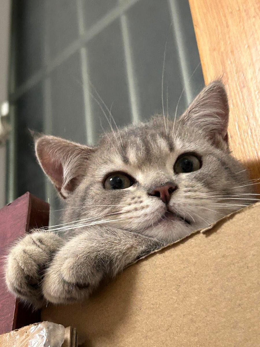 cutestscats's tweet photo. Smokey found a new cardboard fort and refused to leave it all evening. https://t.co/A1ryxnN2jw