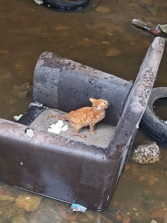 posttmodern's tweet photo. — Sel sonrası sulara kapılan yavru kedi, sesi sayesinde fark edildi ve kurtarıldı… https://t.co/BprxRMZdJl