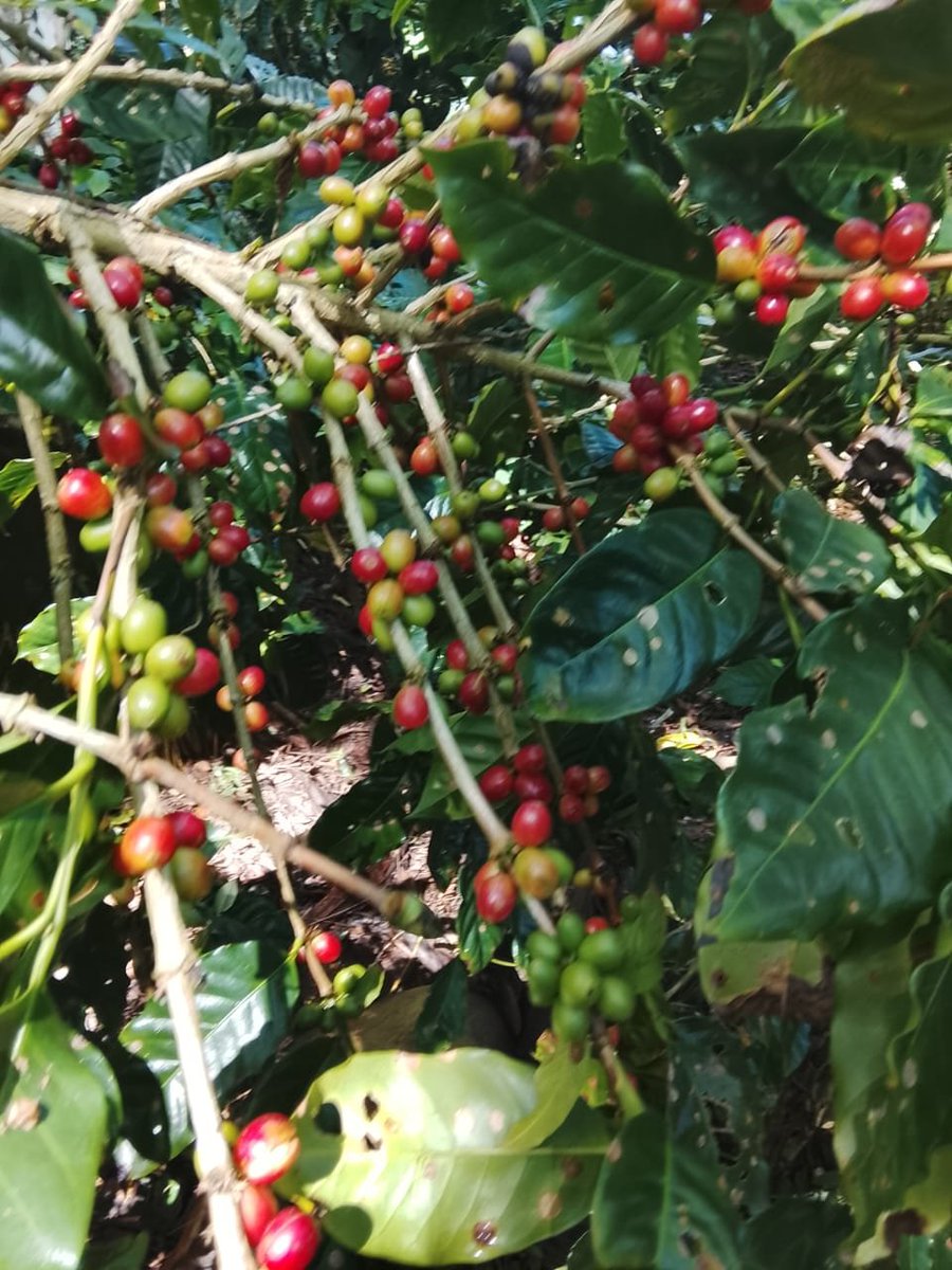 PabloGVega2kvy's tweet photo. Como pueblo maisiense, nos levantamos con café en mano. ☕️💪 Junto a la Empresa Agroforestal Maisí, no dejaremos caer ni un grano de las +20 mil latas. Cada mano suma, cada esfuerzo vale. ¡Vamos todos a la cosecha! #JuntosPodemos https://t.co/S9VSWqXyq1