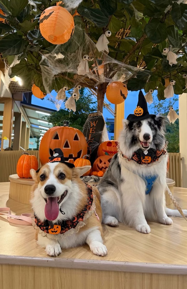 kkhunlu's tweet photo. เจเนทหนูแต่งตัวฮาโลวีนก่อนใครเลยหรอ 🎃👻55555555555555 https://t.co/iQqtUiSzUW