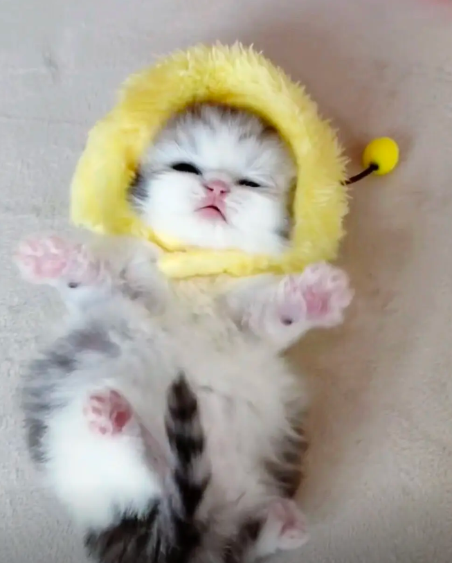 culKitten tweet picture
