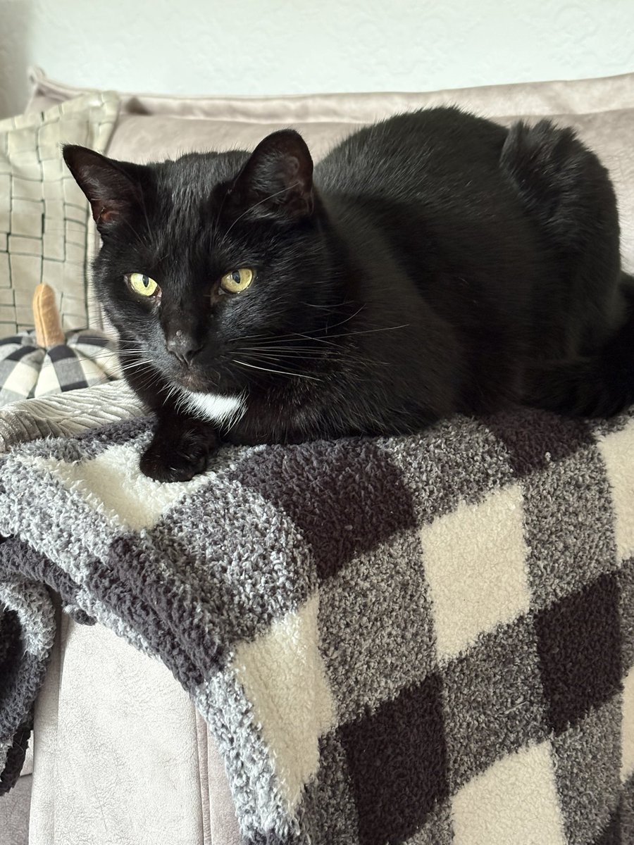 SusanCalman's tweet photo. Susan's #CatOfTheDay is Mickey. 

Thank you @Shirley82829043 for sharing this pic! https://t.co/cPEiw3TtzT