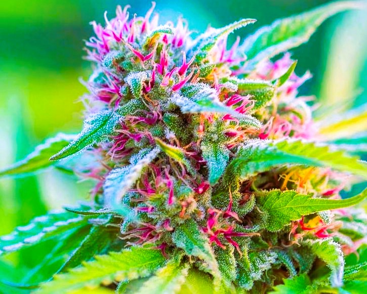 dhrep's tweet photo. Resting_Fruity_B!tch_Face π #RandomWeedPics
#ProDankSmoke #IHOP #InternationalHouseOfPot https://t.co/y2TicY0FxE
