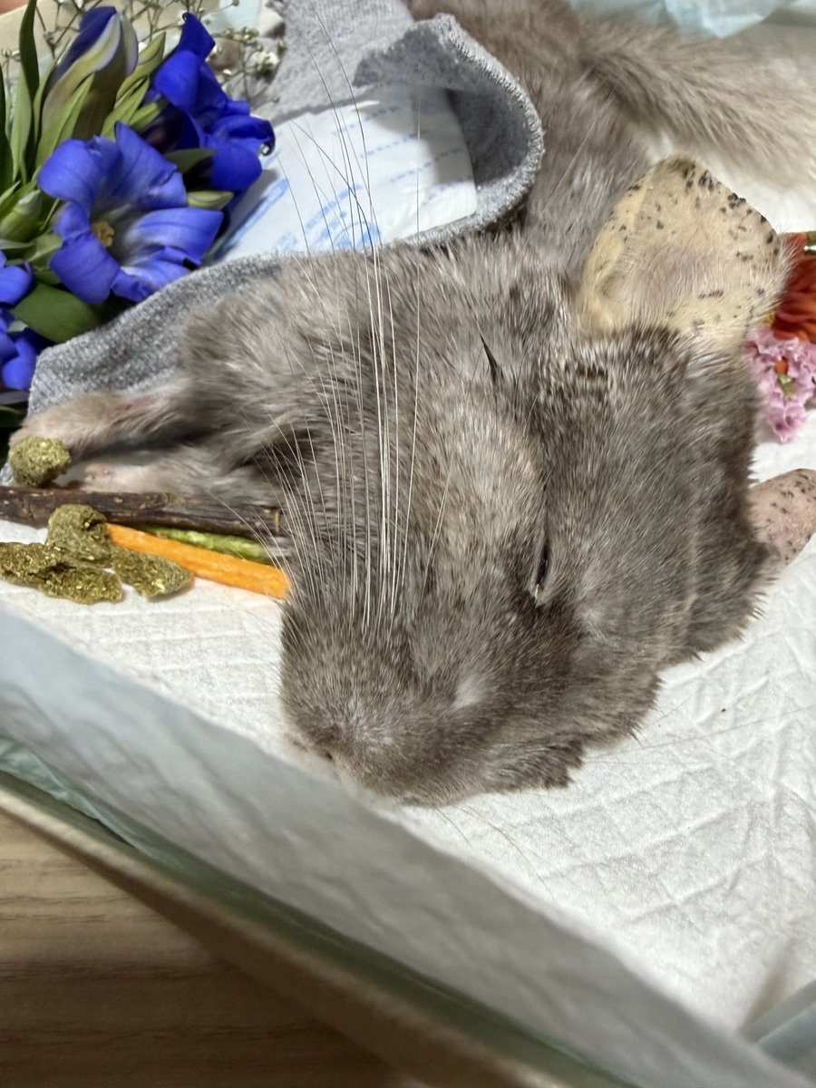 kd4qc's tweet photo. もっとちゃんと世話し���欲しかったな https://t.co/xVyly3nMtZ