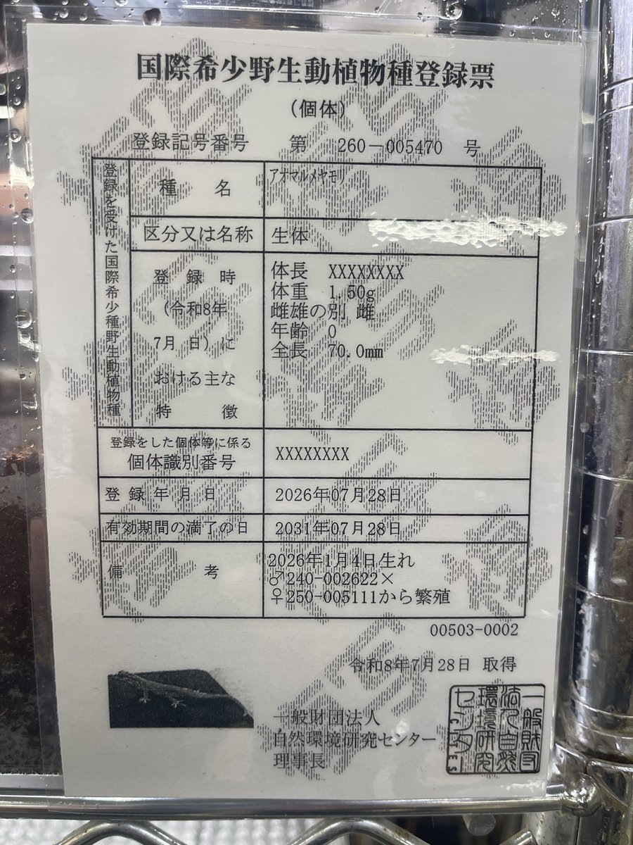 peponi_minato's tweet photo. 【新着生体‼️】

・ターコイズブルーゲッコウ
登録記号番号 第260-000725号
登録年月日2026年2月17日
有効期間の満了の日2031年2月17日
約1年ぶりに入荷しました😆前回よりもサイズアップし体格もしっかりしてます😊
全身が深い青に染まる美麗なヤモリ‼️
♂はさらに青みが強くなります

【しーちゃん】 https://t.co/1aiH4zkluB