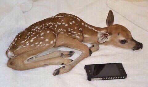 tinydeerposts's tweet photo. when she hasn't texted U back in 3 minutes https://t.co/NtG2iMtFm2
