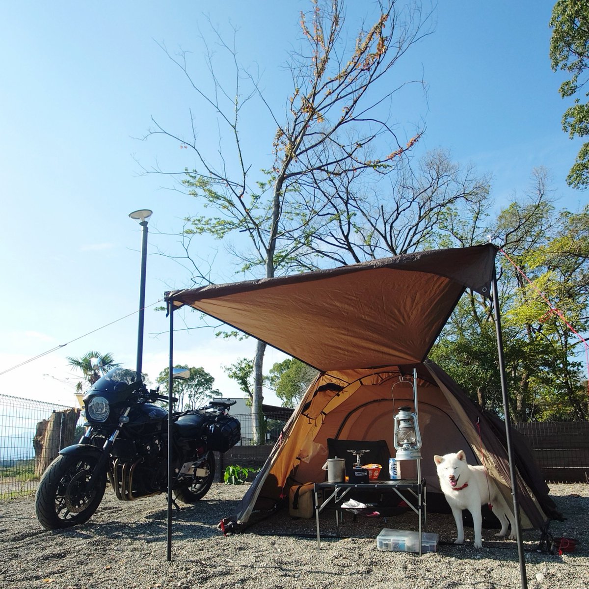 capi_okapi's tweet photo. 秋キャンツー白柴旅③

#柴犬 #第二のキャンプ地 #ドッグフリーサイトは自由だ #shibainu https://t.co/UuWR2JsG1O