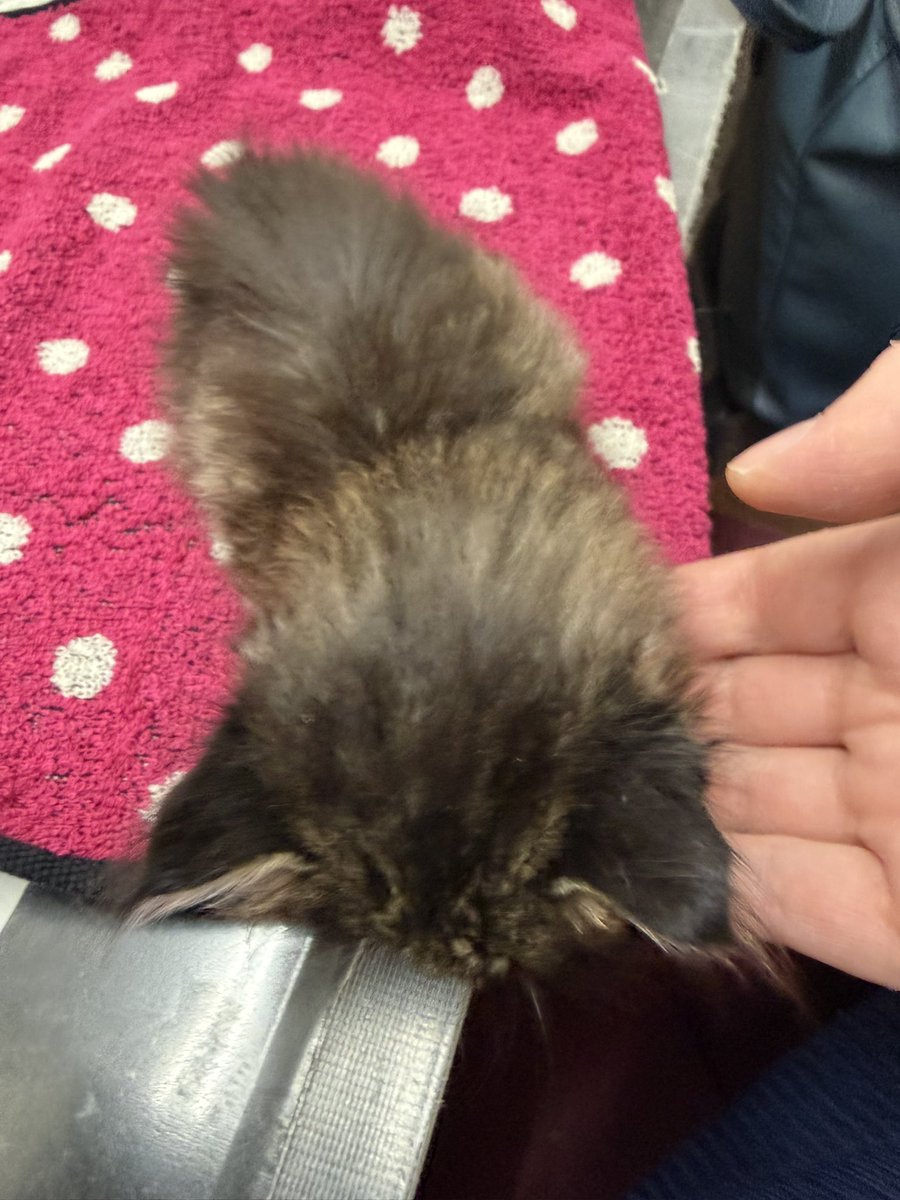 skylealia's tweet photo. 色々あってめちゃめちゃ小さい弱った仔猫が急に家に来たので動物病院に駆け込んだりノミスプレーをしてもらったりミルクを数時間おきにあげたり日中いない日に実家からヘルプに来てもらったりしながら漫画などをを描いています
元気になって欲しい本当に https://t.co/hNnK2PyUae