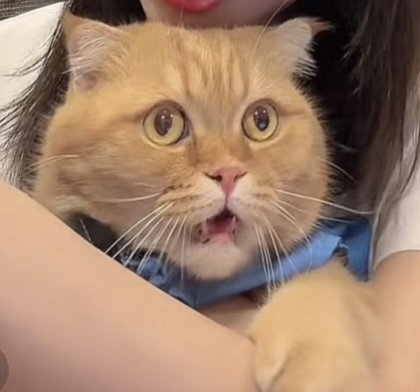 baiwan_7491's tweet photo. 笨蛋小猫 https://t.co/1yoOzf84KW