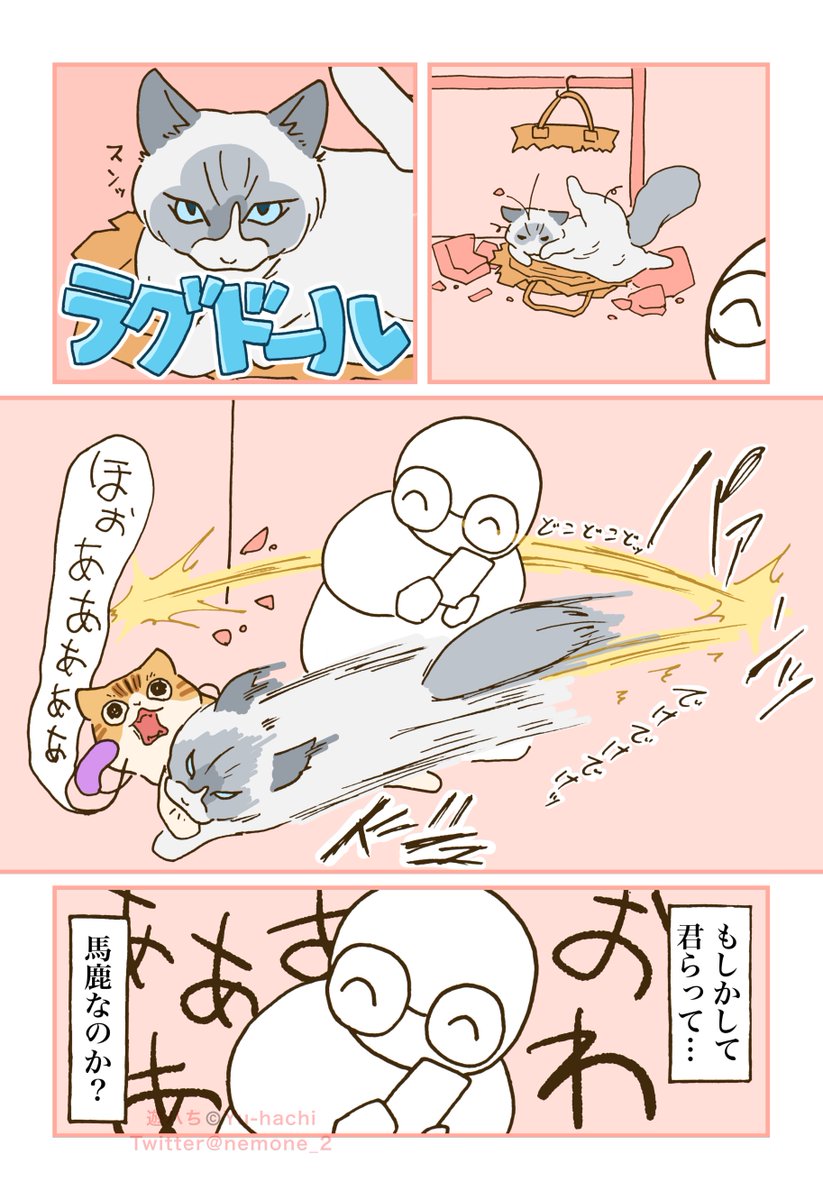 nemone_2's tweet photo. オレンジ(茶トラ)とラグドールは頭悪いって聞いたんだけどマジで？ https://t.co/eXFhNORc8y