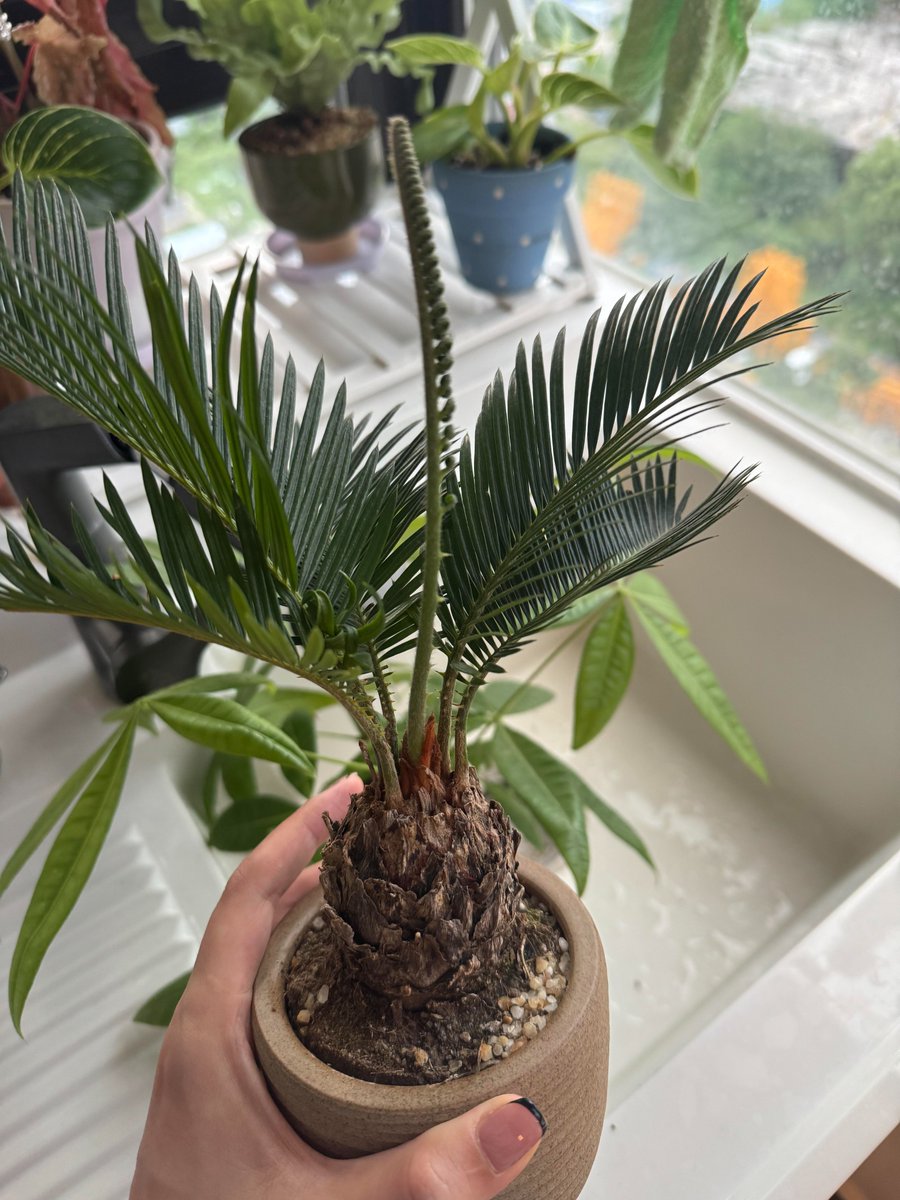 10_hanaka_15's tweet photo. 新しい芽が出る瞬間は、いつ見ても嬉しい🌱
長い時間をかけて育つ姿を見ると、自然の強さと優しさを感じる🍃  
#観葉植物
#蘇鉄
#植物好きな人と繋がりたい
#癒しの時間 https://t.co/wk3w5gAW71